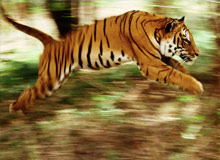 Essence Of India and Tiger Tour